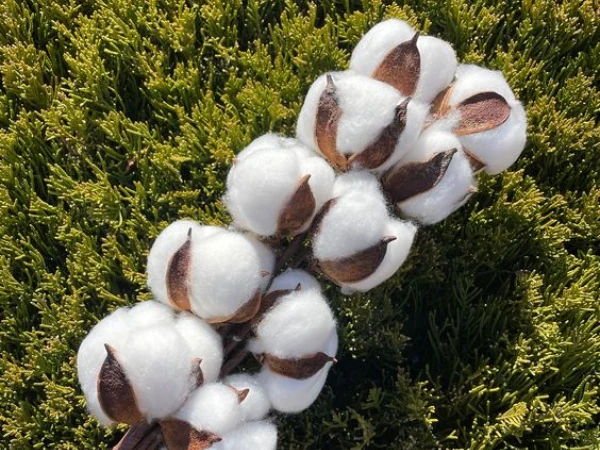 Decoding Denim: Is 100% Cotton True Full Cotton In Denim Fabric?